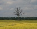Telšių district, Mažeikių r., Kapėnai