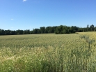 Panevėžio apskr., Panevėžio r., Liepinių k.