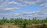 Europos sąjunga skiria paramą už žemės apsodinimą mišku