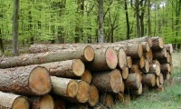 Ar žinome kokią naudą galime gauti iš savo miško?