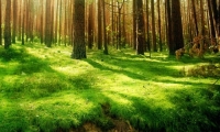 Šiais metais planuojama atkurti daugiau kaip 9 tūkst. hektarų valstybinių miškų